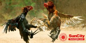 Trải nghiệm siêu hấp dẫn và thú vị tại đá gà suncity